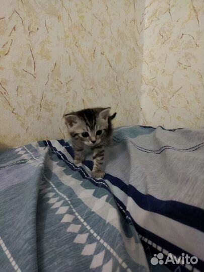 Британские котята