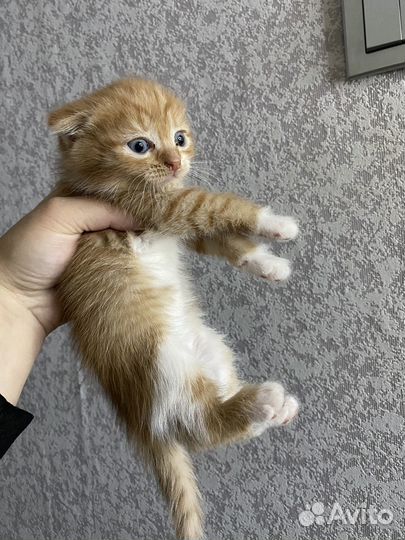 Шотландская помесь