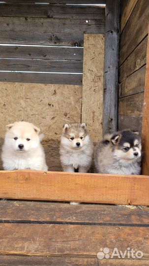 Помски Ф1 (мини хаски)