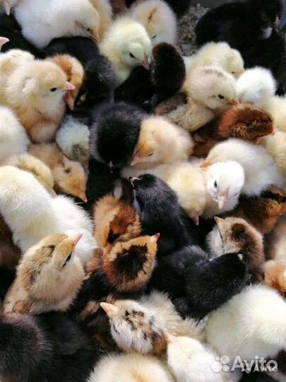 Молодняк с/х птицы