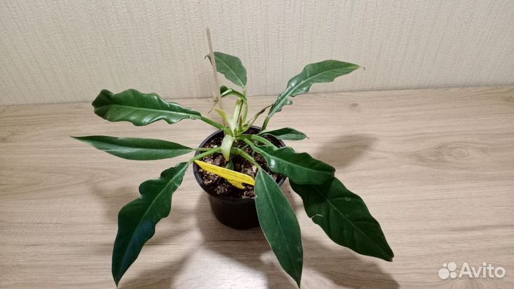 Филодендроны