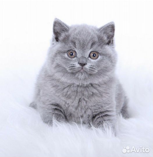Британцы