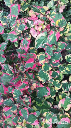 Хауттюйния сердцевидная хамелеон