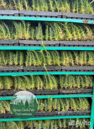 Сосна зкс окс сеянцы Ель Лиственница Голуб Горная