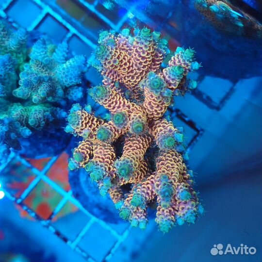 Морские Кораллы для аквариума