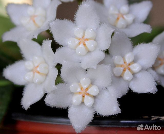 Хойи (много), кодонанта грасилис, др