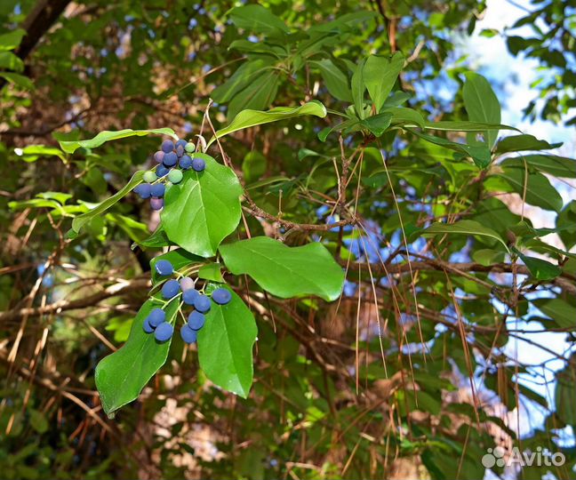 Хионантус притуплённый (Снежновет), семена