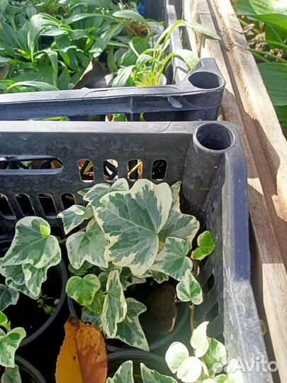 Сныть, плющи