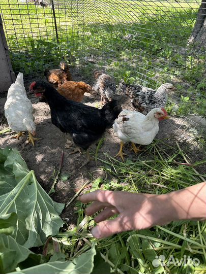 Петух молодой, курица взрослая
