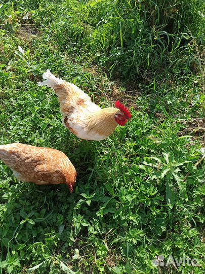 Куры несушки продам