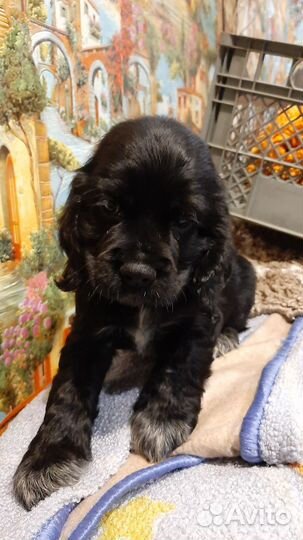 Щенки английский кокер спаниель