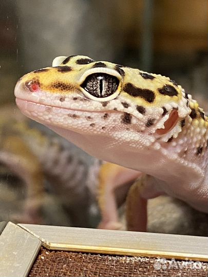 Ящерица эублефар