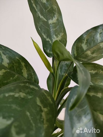 Аглаонема Мария+2 детки