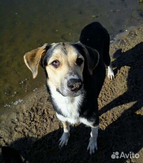 Собака Лайа, 3 года, помесь