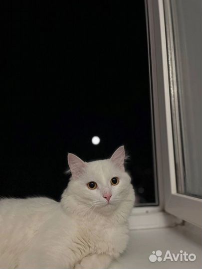 Отдам кота в добрые руки