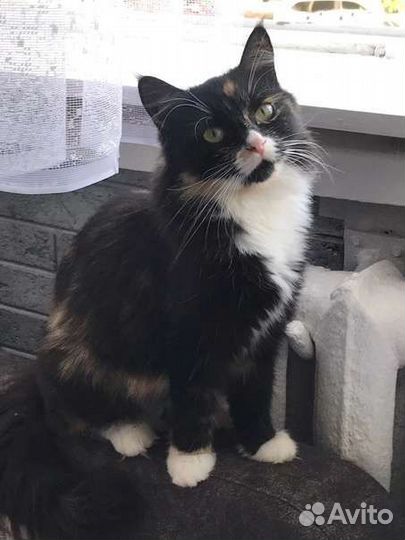 Кошка