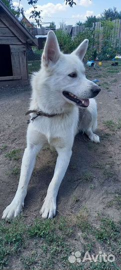 Немецкая овчарка