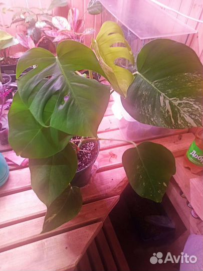 Монстера Альба