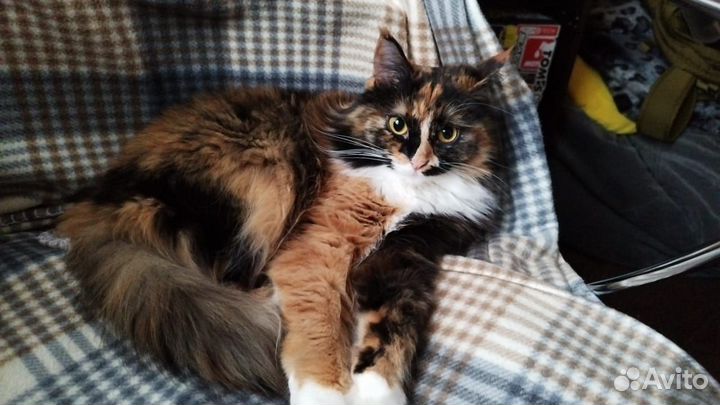 Кошка в дар бесплатно
