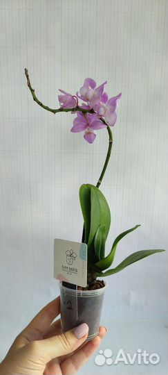 Орхидея фаленопсис мини