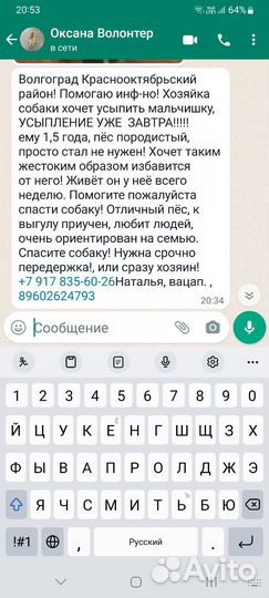 Бернский зенненхунд