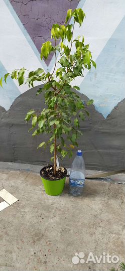Фикусы взрослые