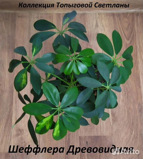 Комнатные цветы шефлера