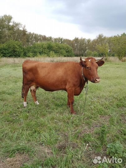 Корова стельная дойная