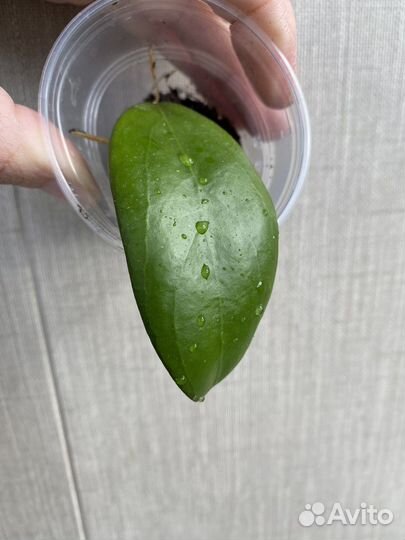 Хойя MB-1594A Scarlett