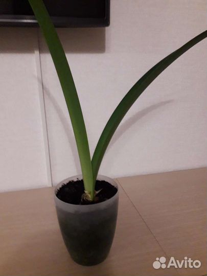 Гиппеаструм