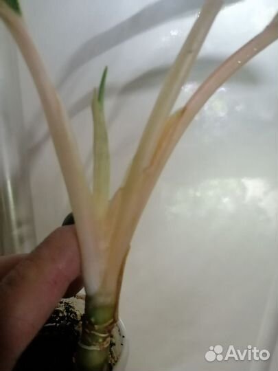 Аглонема Чатра монгол