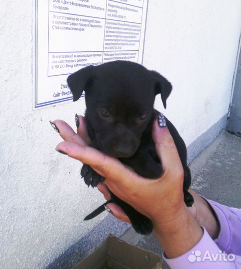 Щенок девочка в добрые руки