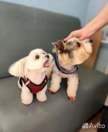 Стрижка животных