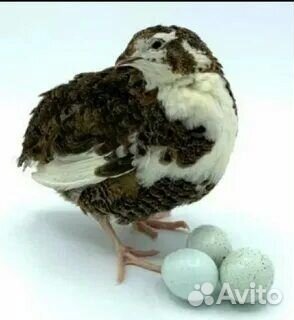 Перепела суточные селадон - 