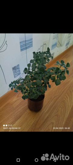 Аихризон махровый