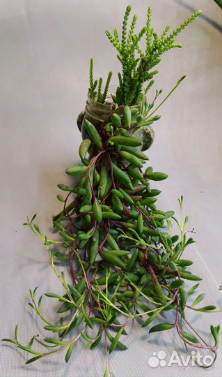 Суккуленты: Эхеверии, каланхоэ, граптопеталум