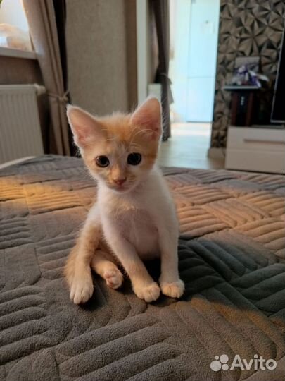 Котёнок в добрые руки бесплатно