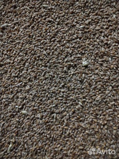 Зерно пшеница