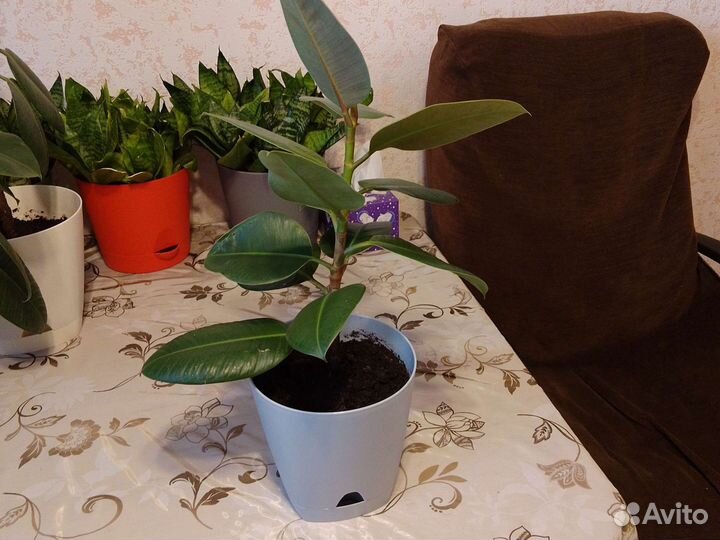 Фикус в горшке