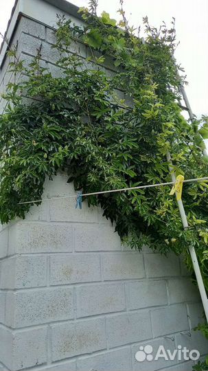 Вечнозеленая лиана-Пассифлора-Маракуйя