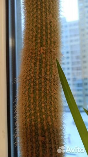 Большой кактус