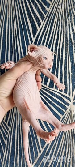 Канадский сфинкс котенок