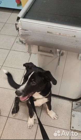 Выброшен домашний щенок ищет дом или передержку