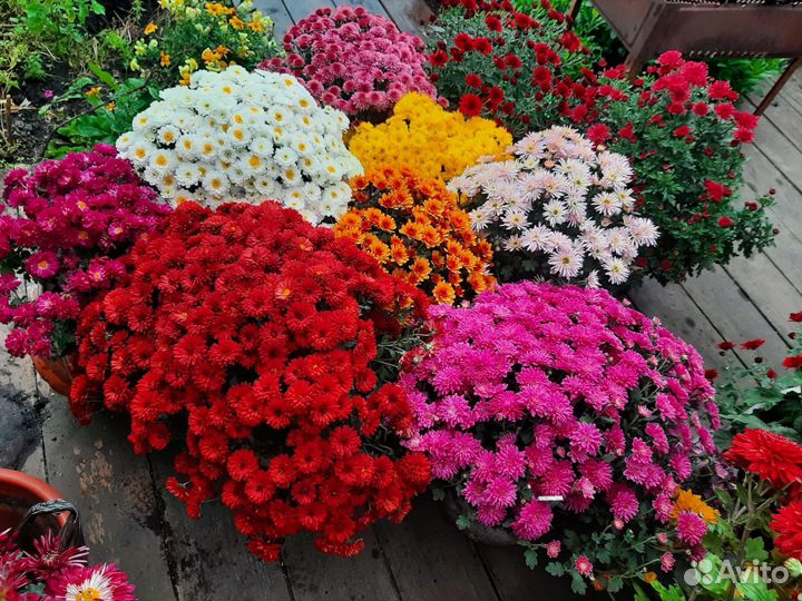 Хризантема