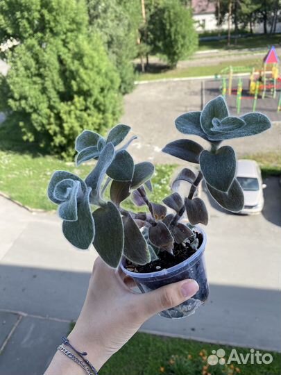 Традесканция силламонтана