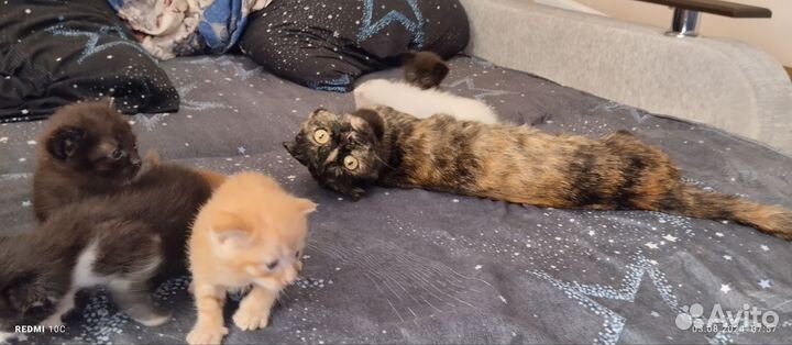 Отдам котят в надежные руки