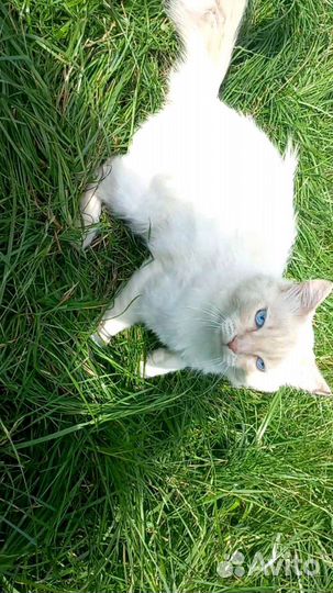 Кот