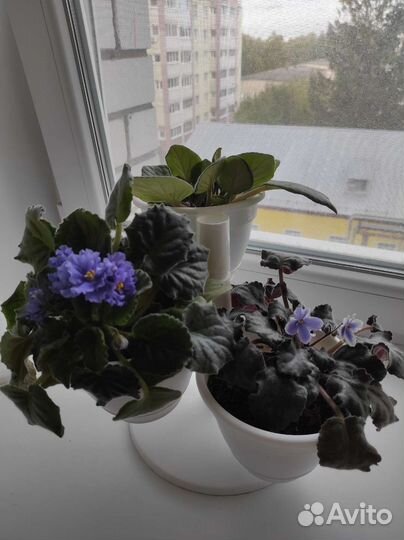 Фиалки в горшках