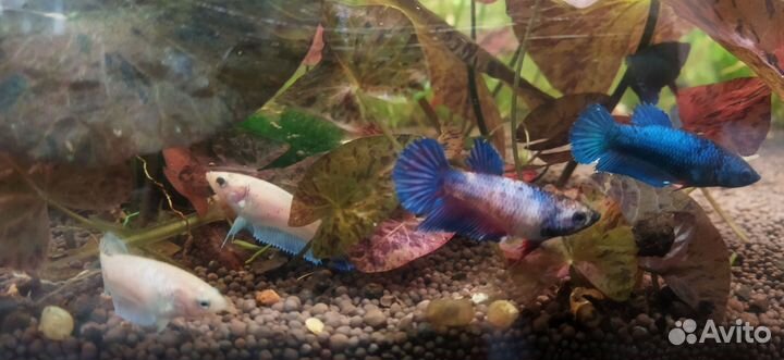 Рыбка петушок