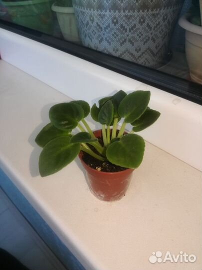 Фиалки стандарт